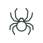 Spiders