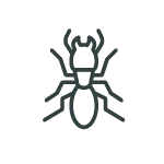 Ants