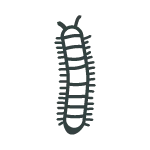 Centipedes
