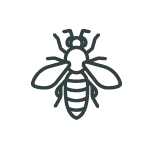 Wasps