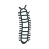 Millipedes