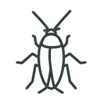 Beetles